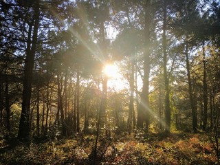 sol brillando entre arboles