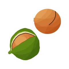 Vector illustration with 2 shea, shea or vitellaria in green peel and sawn walnut. Natural organic ingredient body oil, for cosmetic creams. Package or brochure design, label.