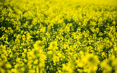 Obraz premium Raps