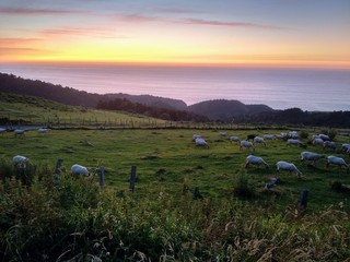 atardecer en el monte con vistas al mar y ovejas en el prado