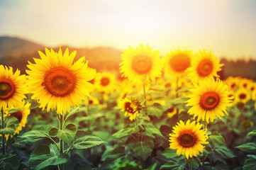 Obraz premium Sunflower field over sunset light