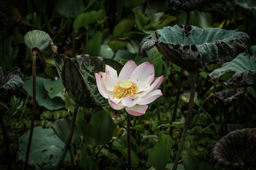 Lonely lotus flower in wetland, freshness and beauty amid faded lotus flowers
