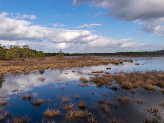 beautiful swamp landscape with white clouds in the sky