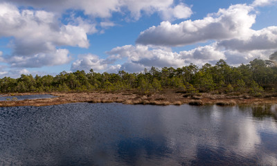 beautiful swamp landscape with white clouds in the sky