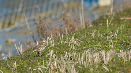 pipit des arbres