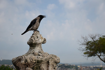 Crow sitting on an ancient statue with the outlook of the city of Budapest