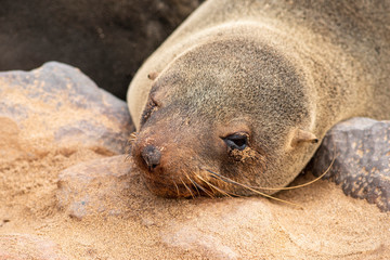 Naklejka premium sea seal sleeping