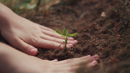 Close-up of female hands planting the seedlings into the ground. People planting the trees in the soil ground in the park.
