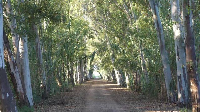  eucalyptus forest