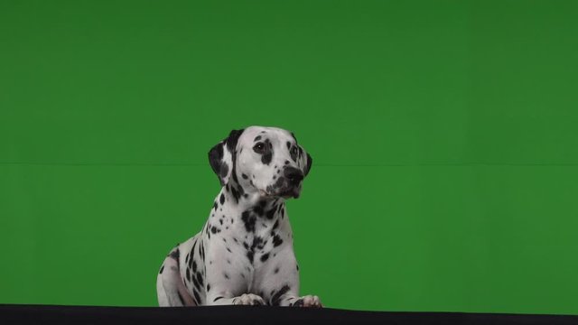 dalmatian dog green screen