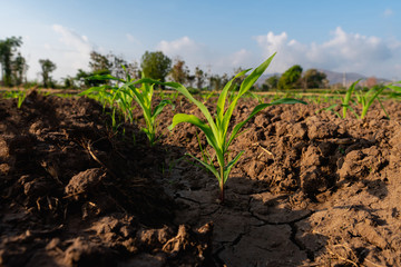 Growing maize seedling in the agricultural corn field
