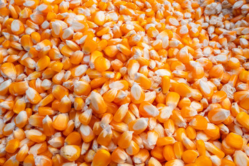 yellow dry corn grains background