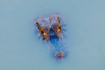 Spectacled Caiman (Yacaré Caiman) in the Pantanal Wetlands, Brazil