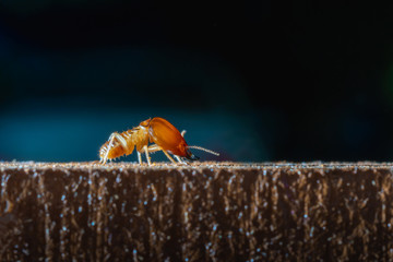 macro close up termite on wooden in dark background, home danger