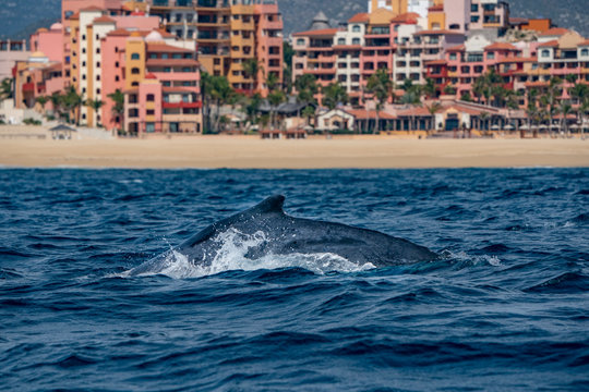 Humpback Whale In Cabo San Lucas