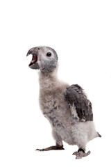 Timneh African Grey Parrot isolated on white