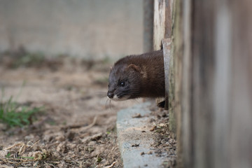 Cute little European mink in Madrid