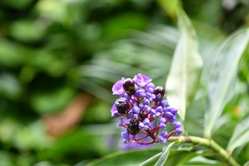 purple flowers on a green background in a natural environment