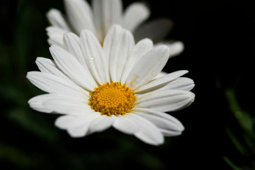 Obraz premium white daisy close up at garden