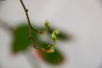 lady banks cocoons at garden