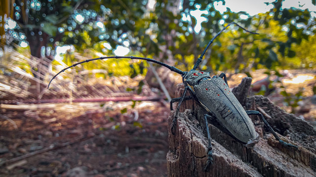 Batocera 이미지 찾아보기 353 스톡 사진, 벡터 및 비디오 Adobe Stock