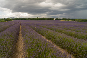 Fototapeta na wymiar Lavender flowers blooming scented fields in endless rows. Landscape in Valensole plateau, Provence, France, Europe