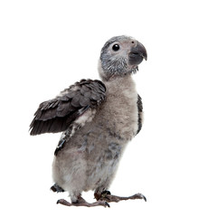 Timneh African Grey Parrot isolated on white
