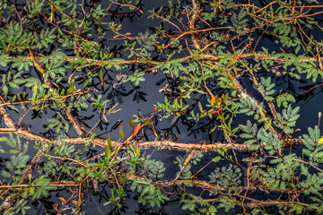 Naklejka na ściany i meble Tangle of plants, plant grid, composition of green plants floating on the surface of the water, amazing natural background with criss-cross vegetation
