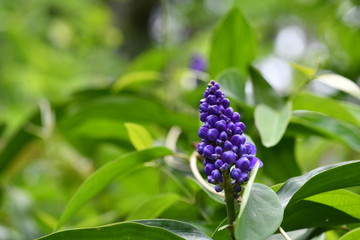 purple flowers on a green background in a natural environment