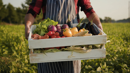 Hands young farmer is holding a box of organic vegetablesagriculture farm field harvest garden...