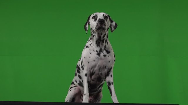dalmatian dog green screen