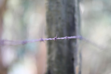 Barbed wire and post with background blur