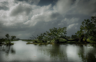 Wetland amazing green nature, beautiful swamp forest, peaceful and romantic river trip, peaceful...