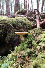 Mushrooms growing in moss forest