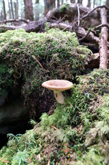 Mushrooms growing in moss forest