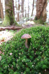 Mushrooms growing in moss forest