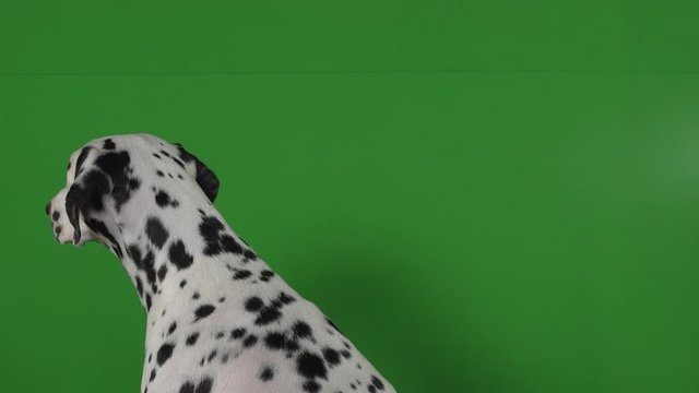 dalmatian dog green screen