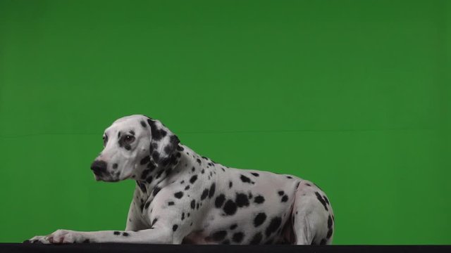 dalmatian dog green screen