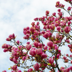 Beautiful blooming magnolia tree in the spring.