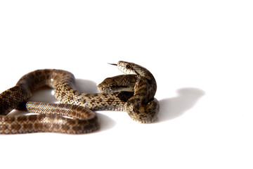 The two headed Japanese rat snake, Elaphe climacophora, on white