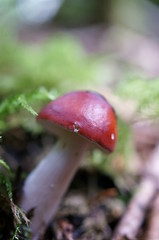 Mushrooms growing in moss forest