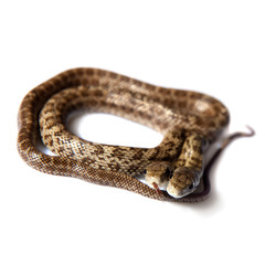 The two headed Japanese rat snake, Elaphe climacophora, on white