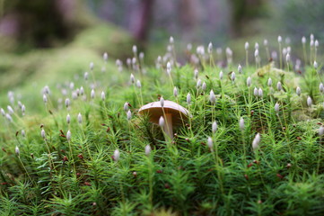 Mushrooms growing in moss forest