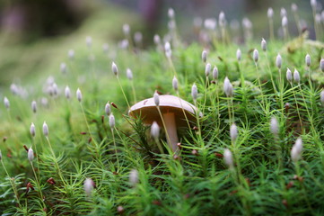 Mushrooms growing in moss forest