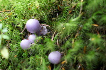 Purple mushrooms growing in moss forest
