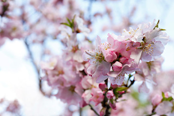 Obraz premium Macro shot of beautiful almond tree blossoms in spring time over clear blue sky background. Branches full of tender pink flowerings, dense flower clusters. Background, close up, copy space, crop shot.