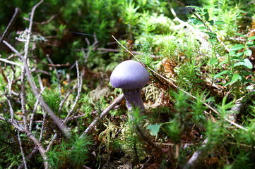 Purple mushrooms growing in moss forest