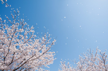 青空と桜吹雪