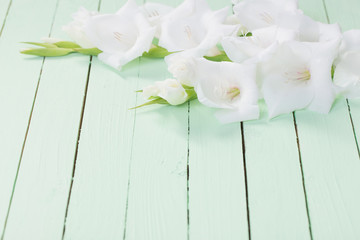 white gladiolus on green wooden background