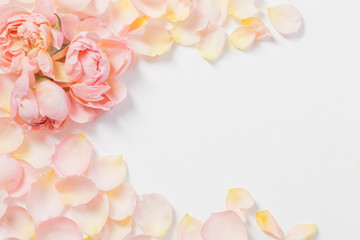 Fototapeta na wymiar rose flowers and petals on white background